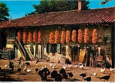 01 - Ain - Bresse - Ferme Bressane - Poules - Dindes - Carte Neuve - CPM - Voir