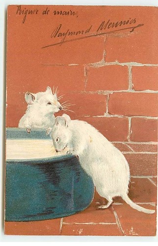 Animaux carte gaufr - -,