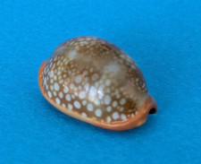 Cypraea Citrina Dauphinensis 21,4 mm f+++ Madagascar " Joli spécimen "