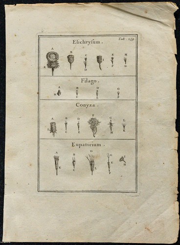 1719 immortelle gnaphale - -,