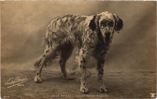 Blue prince chien setter - blue,
