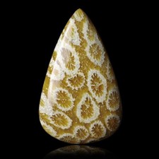 ★☆ CORAIL FOSSILE 32,65 CT