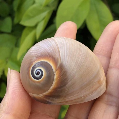 1pc naturel snail coque conque - 1pc,