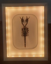 curiosité ,Coquillage,insecte
