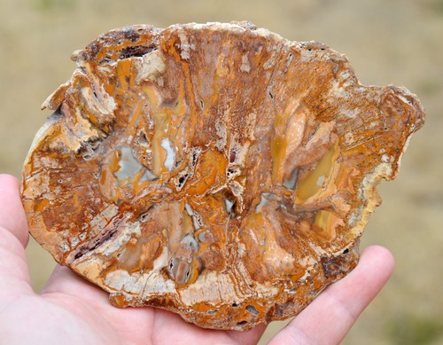 Tranche bois fossilisé 226 - tranche,