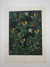 Fleurs décoratives Jean Lurçat vers 1950 Affiche en Lithographie