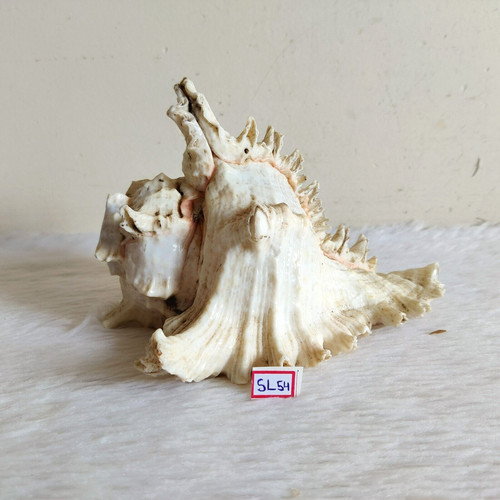 Coquillage vintage beau - beau, en