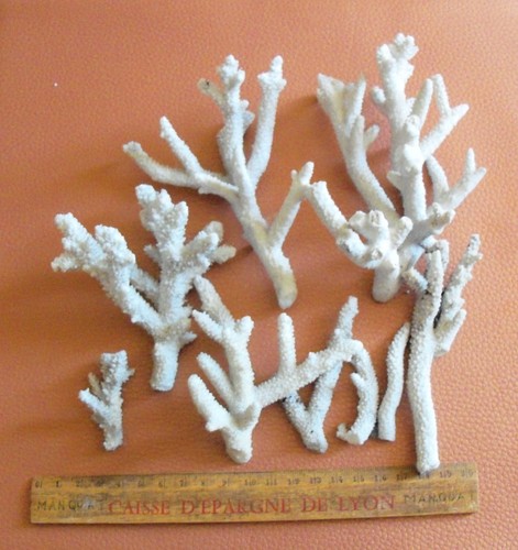 Corail blanc.