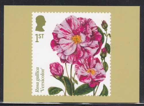 GREAT BRITAIN Rosa gallica