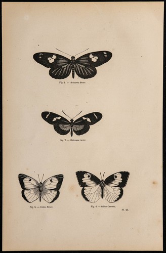 1869 papillons heliconia - -,