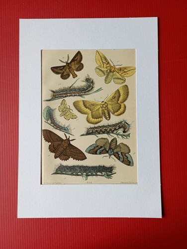 Chromolithographie originale - chromolithographie,