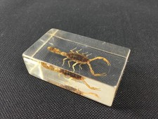 Inclusion résine scorpion