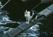 Carte postale les chats de