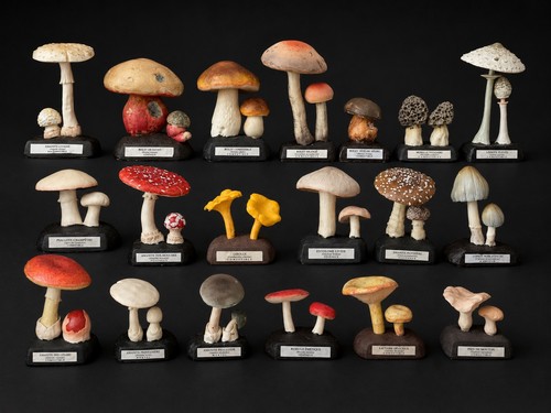Deyrolle mushroom models - 19,