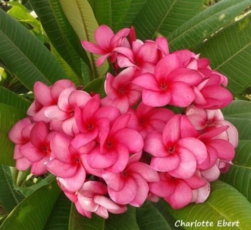 Plants mix plumeria - plants,
