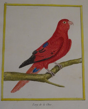 Lory de la Chine, Buffon et