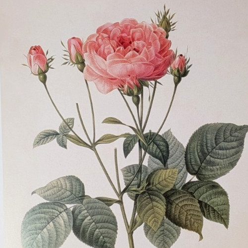 P J Redouté GALLICA  ROSE