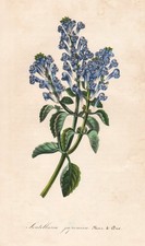 Scutellaire Japonaise Fleurs Botanique Houtte Litho