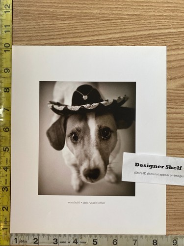 Jack russell terrier - jack, in