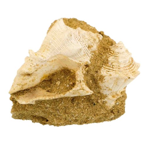 Coquillage fossile sur gangue