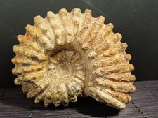 Douvilleiceras mammilatum