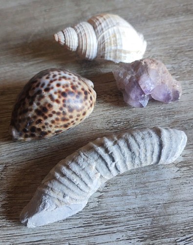 Lot histoire naturelle fossile - lot,