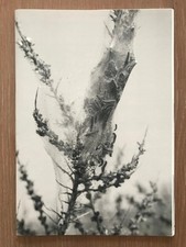 RARE SIGNED Anne de GELAS