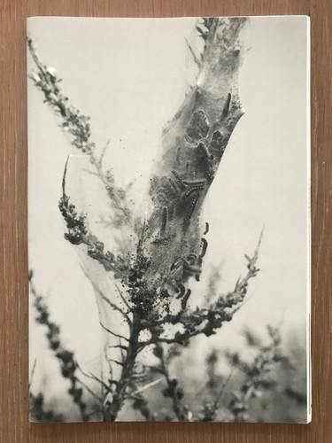 Rare signed anne gelas - de,