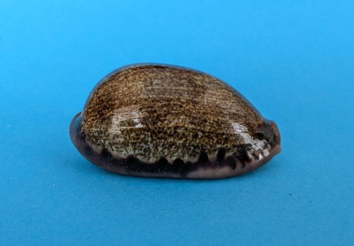 Cypraea caurica elongata 9 - cypraea, 50,9