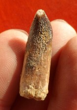 DENT DE DINOSAURE , REBBACHISAURUS