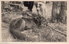 BL816 Carte Photo vintage card RPPC Chasse Piege Renard Chein dog