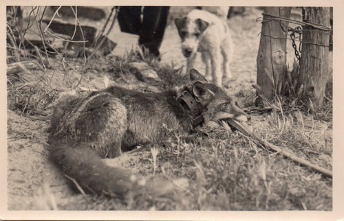 Bl816 carte photo vintage card - photo,