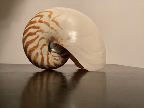 Gros coquillage nautile - gros,