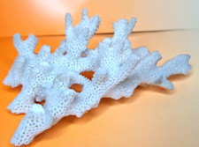   branche de corail blanc
