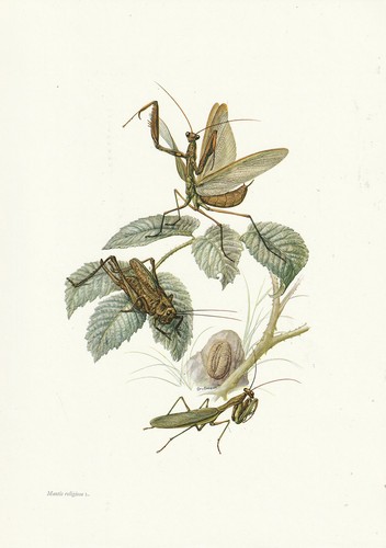 Planche histoire naturelle - planche, 10