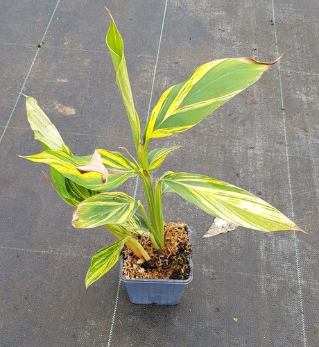 Alpinia zerumbet variegata - 'variegata', /