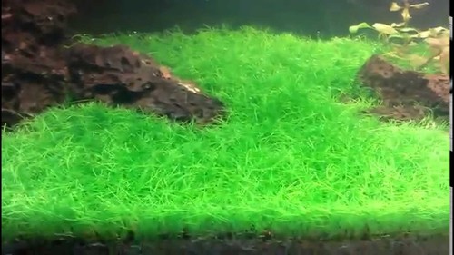 Dwarf hairgrass mini - hairgrass,