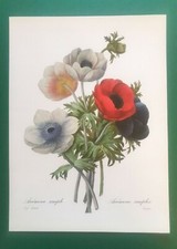 GRAVURE de Pierre Joseph Redouté: Anémone simple (vers 1980). Très bon état.