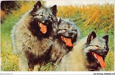AILP8-0798 - CHIEN - spitz-loup - ex-keeshound
