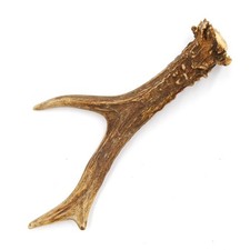 Bois de Cerf LONGUEUR 16 CM