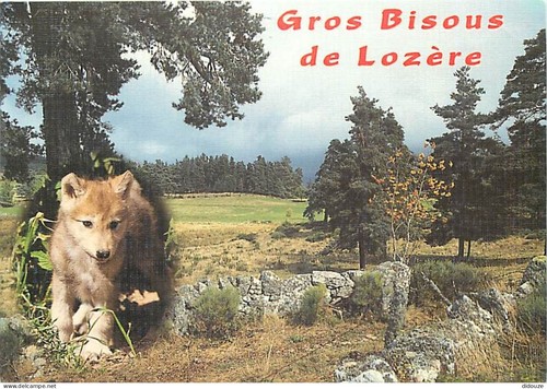 Carte postale animaux - animaux,