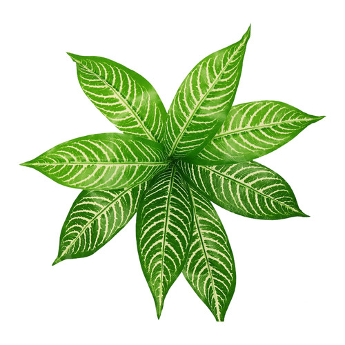 Terrarium reptile plante - terrarium,