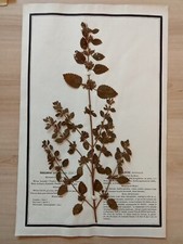 Ancien Herbier Botanique
