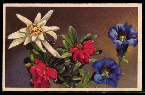 Edelweiss rose des alpes - edelweiss,,