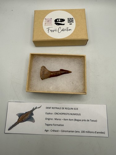 Belle dent requin scie - requin,