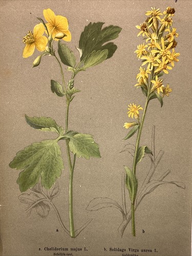 Gravure sur bois plantes