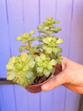 Aeonium aeonium castello-paivae