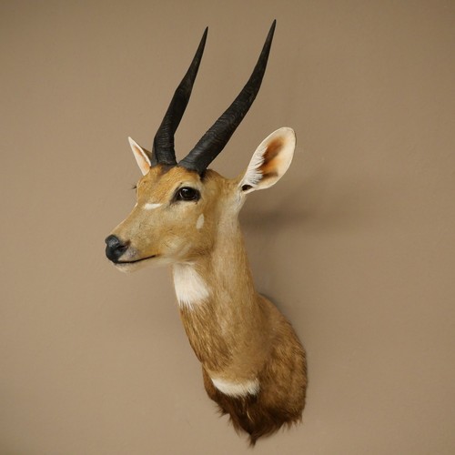 Buschbock antilope afrique - antilope,