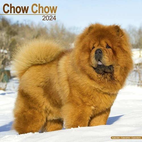 Calendrier 2024 chow - -,