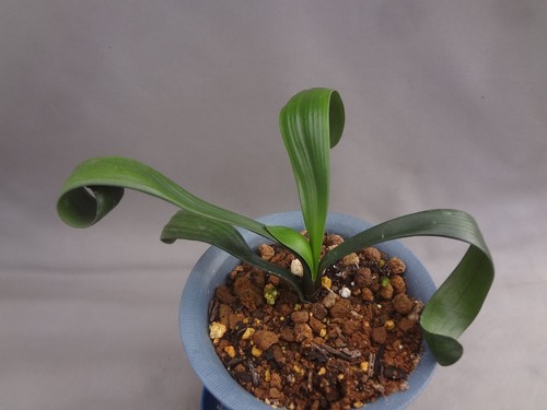 Clivia miniata yellow lily - 'yellow, lily'